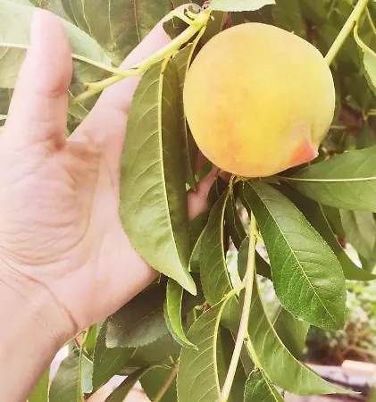 Διαμέρισμα Alegria